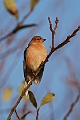 Chaffinch